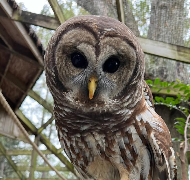 A Barred Owl